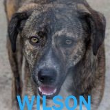 Nos chiens de taille moyenne en un clin d'œil Wilson13