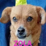 Association Happy Together Zola14