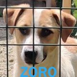 Nos chiens de petite taille en un clin d'œil Zoro14