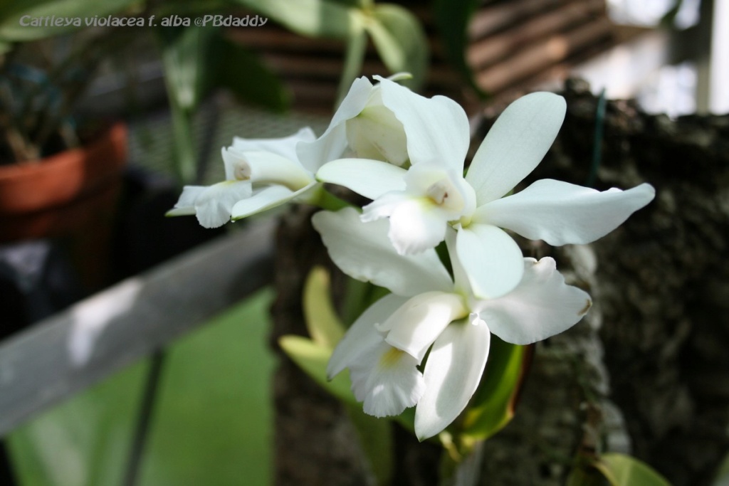 Cattleya violacea f. alba Img_0052