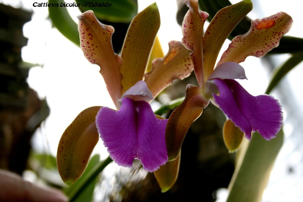 Cattleya bicolor  Img_0057