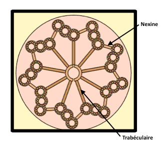 UE2 Cytologie formation trabéculaires Centri12