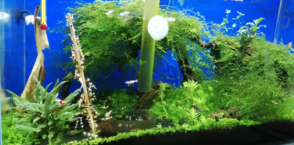 300 litres " Amasiatique " - Page 3 Photos12