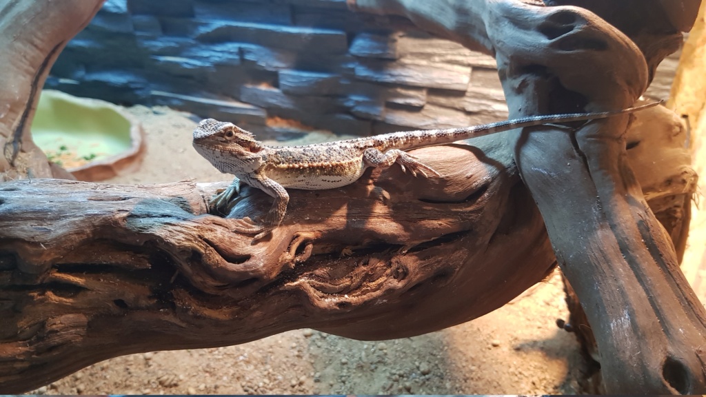 Manière de nourrir un pogona ? 20181219