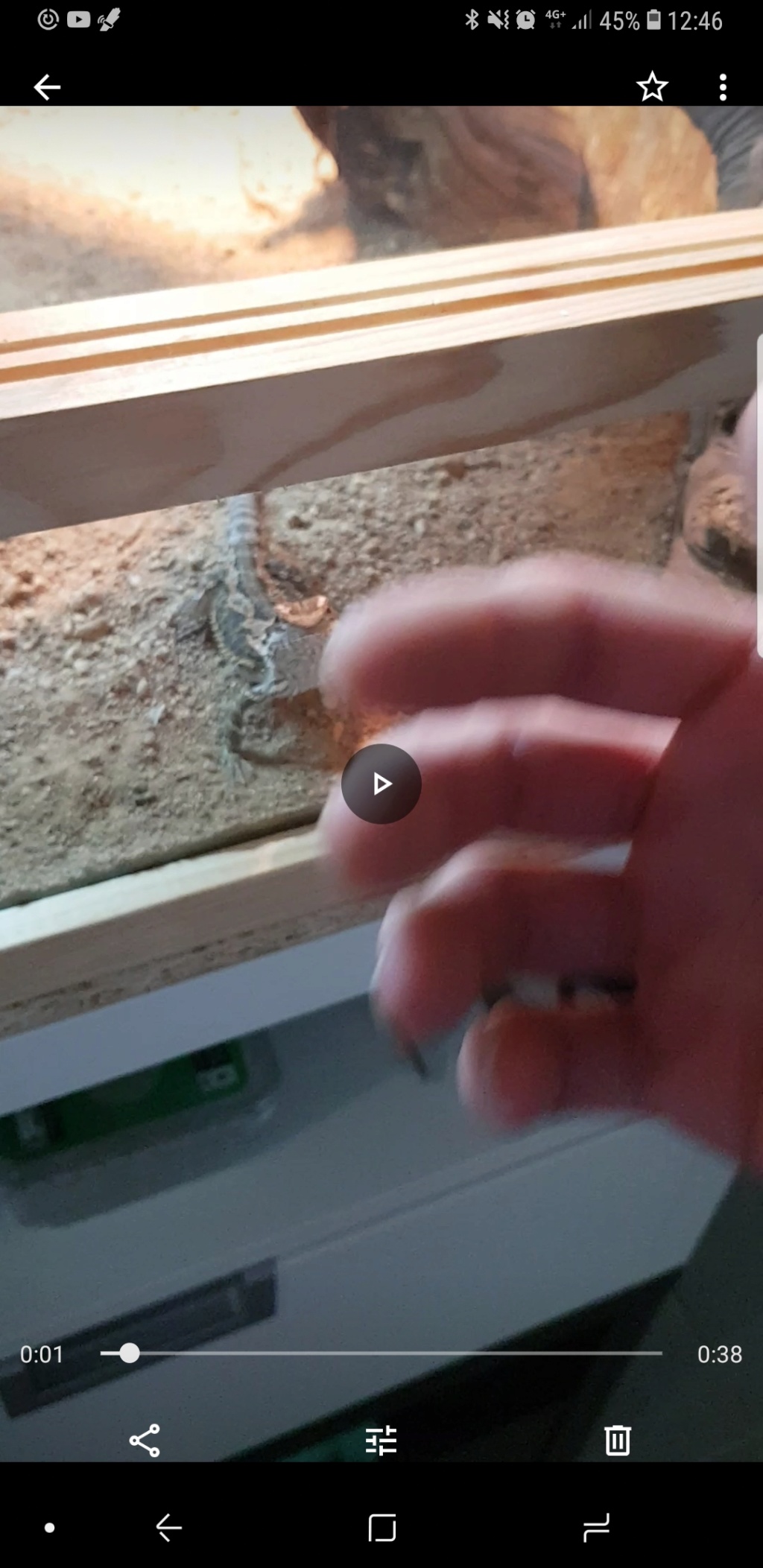 Manière de nourrir un pogona ? Screen10