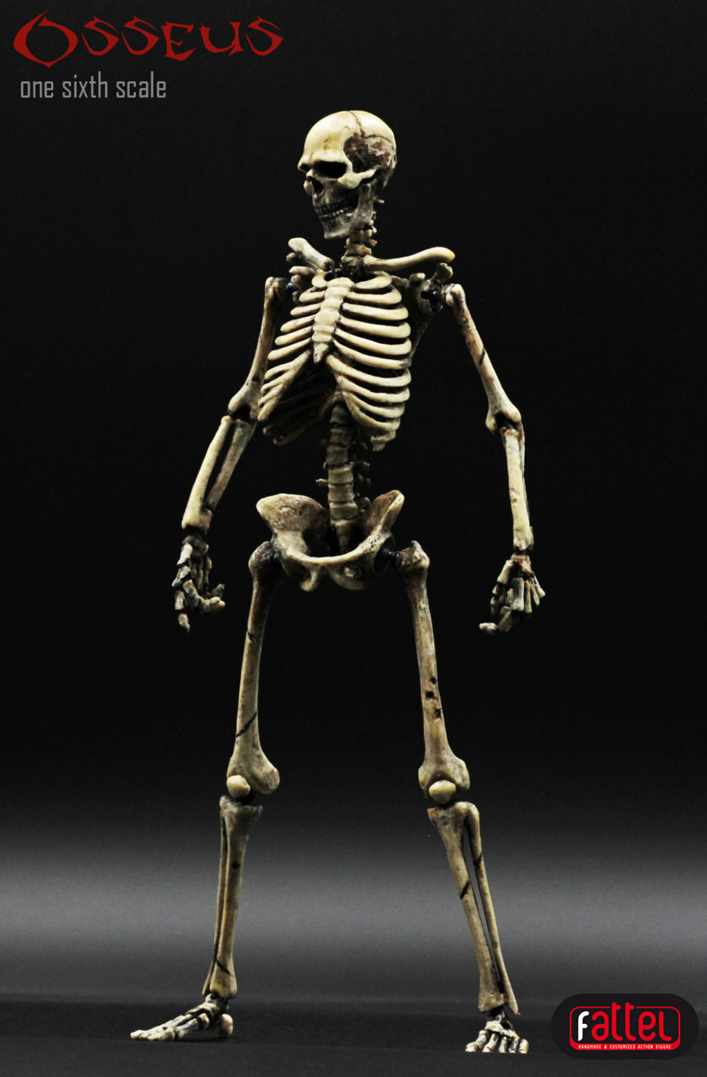 Fattel OSSEUS 1/6 articulated skeleton Skelet12