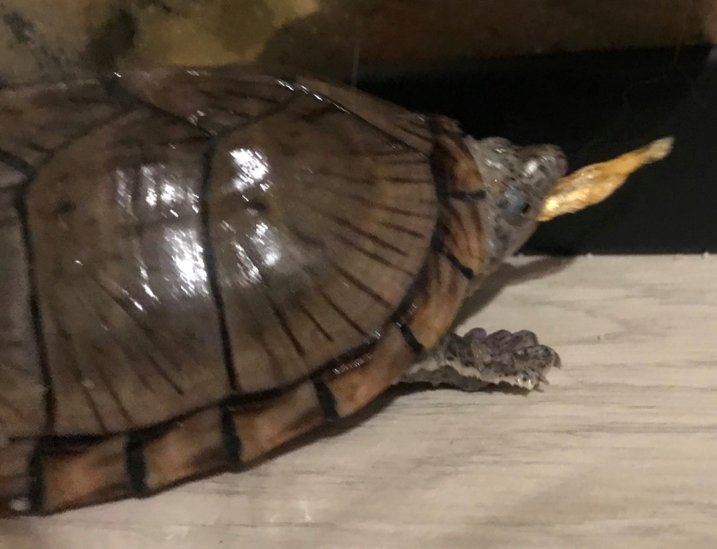 identification de notre tortue Tzote10