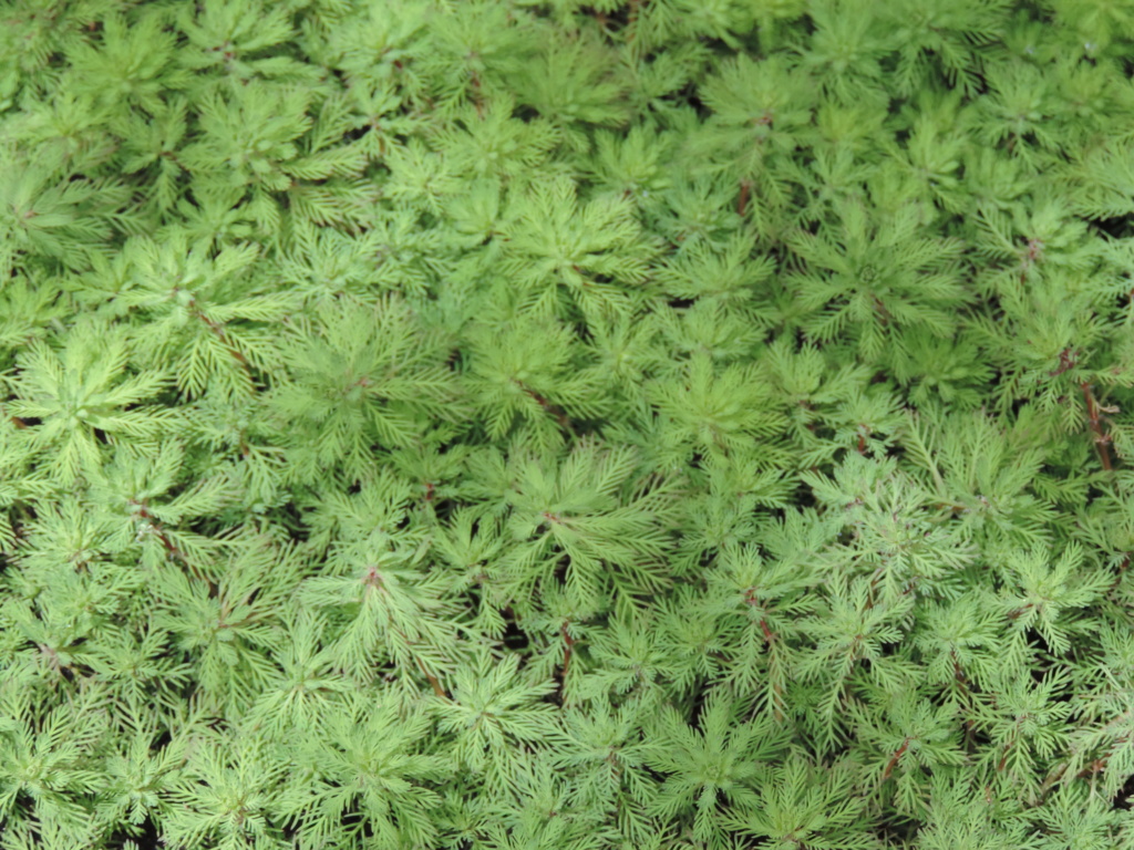 Myriophyllum aquaticum 06710