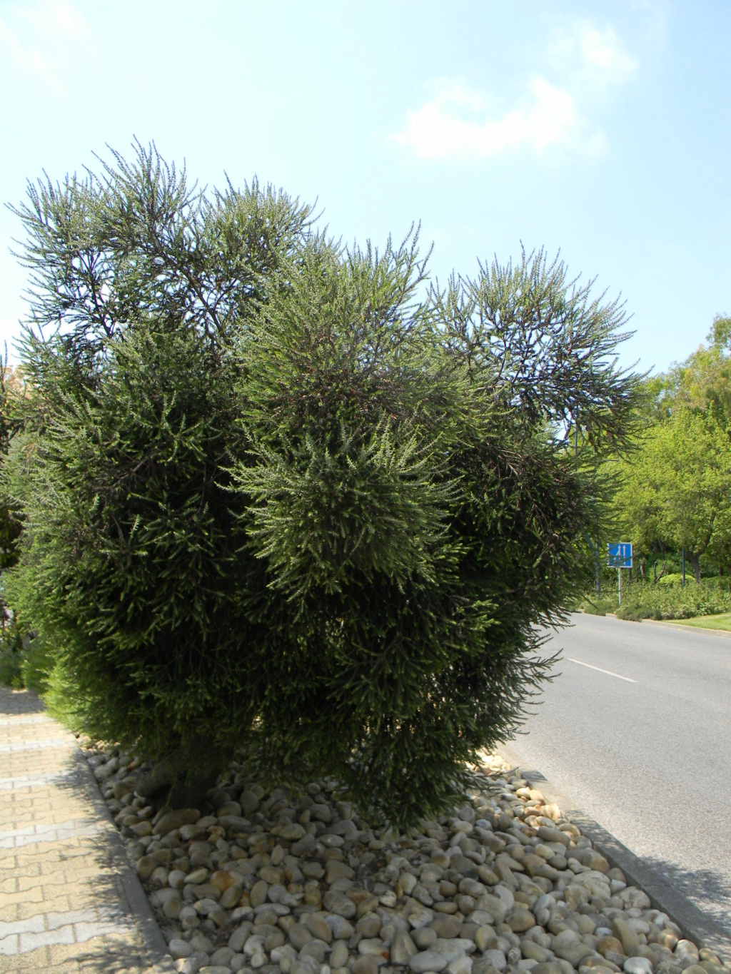 Sur la voie Olbia à Hyères les palmiers  42810