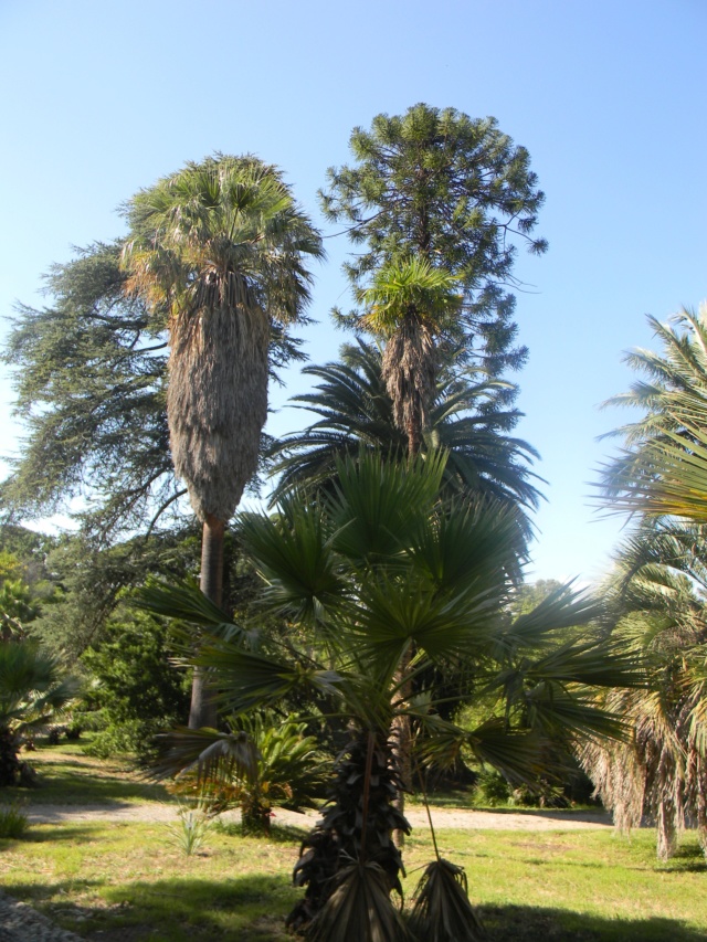 Jardin Villa Thuret à Antibes  Antibe16