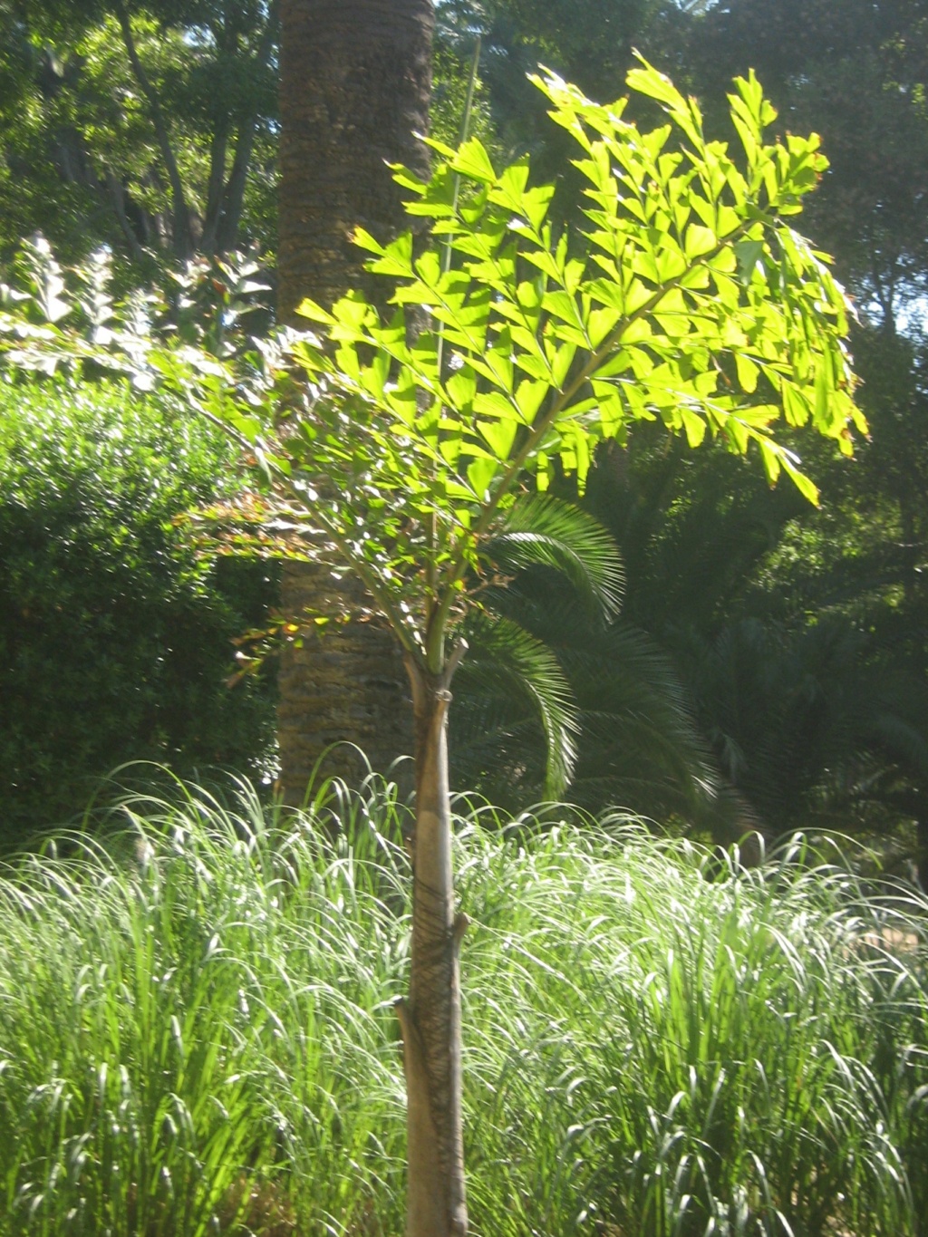 Vieilles propriétés et vieux jardins méditerranéns Balagu68