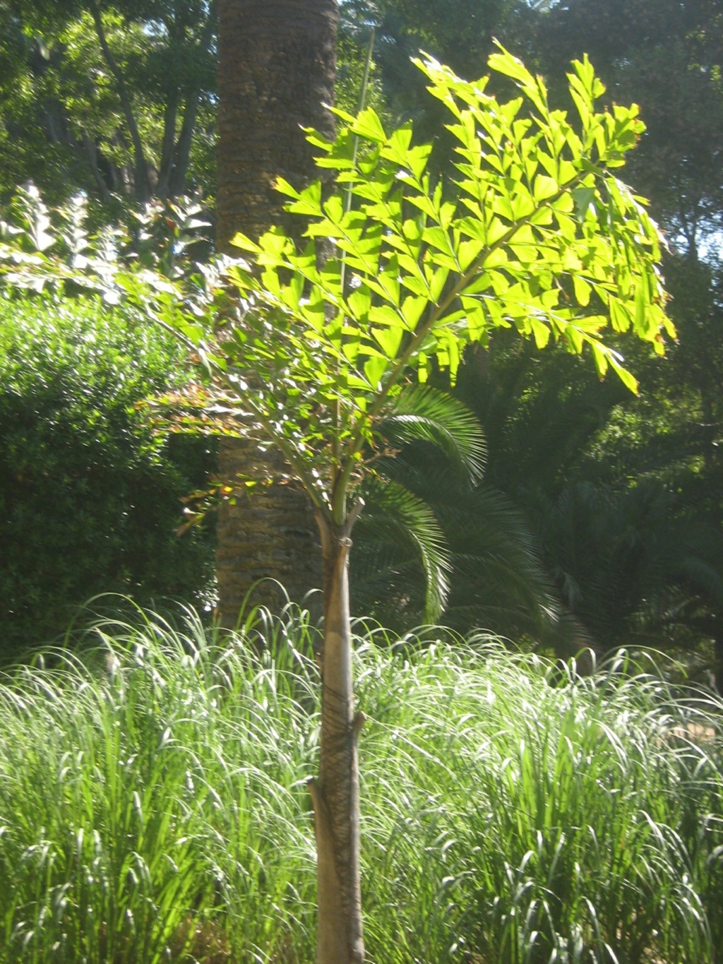 Vieilles propriétés et vieux jardins méditerranéns  Balagu68