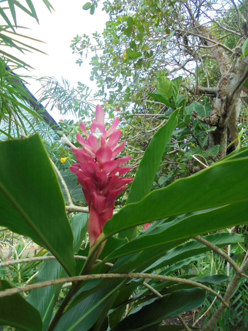 La Guyane en 2018 - Page 18 Dsc00034