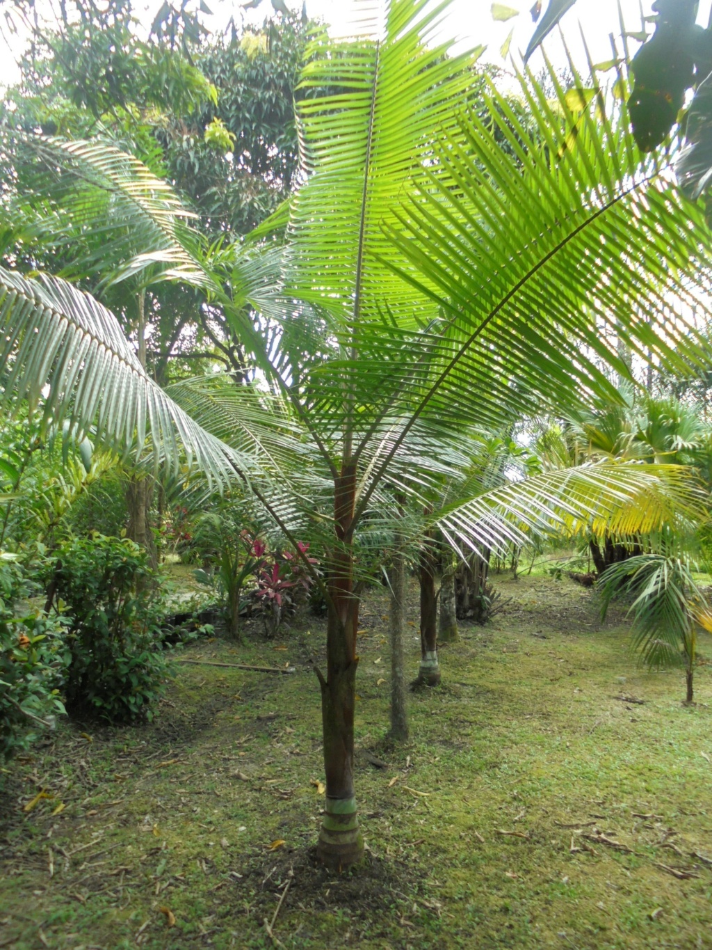 La Guyane en 2018 - Page 18 Dsc00036