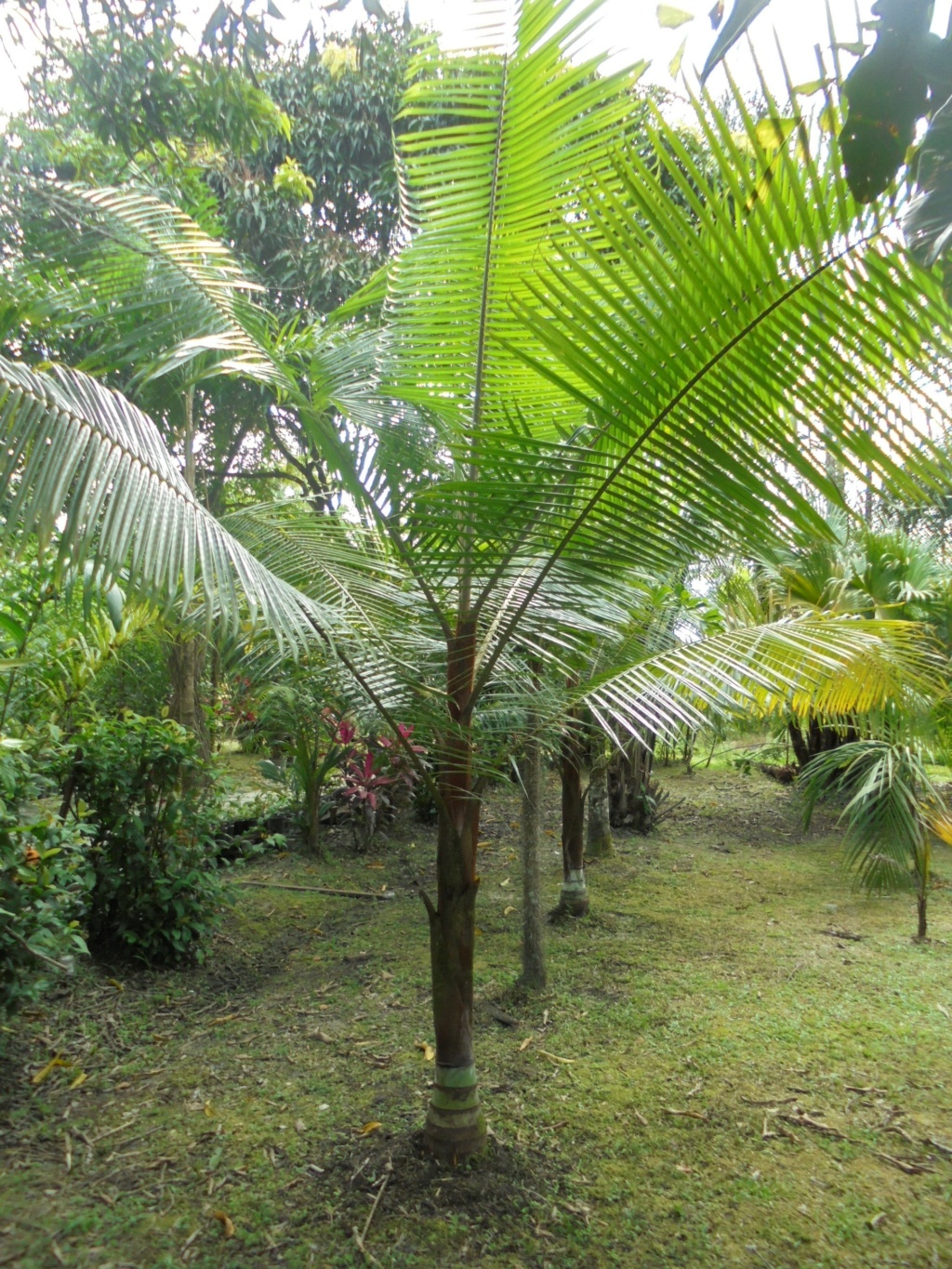 La Guyane en 2018  - Page 18 Dsc00036