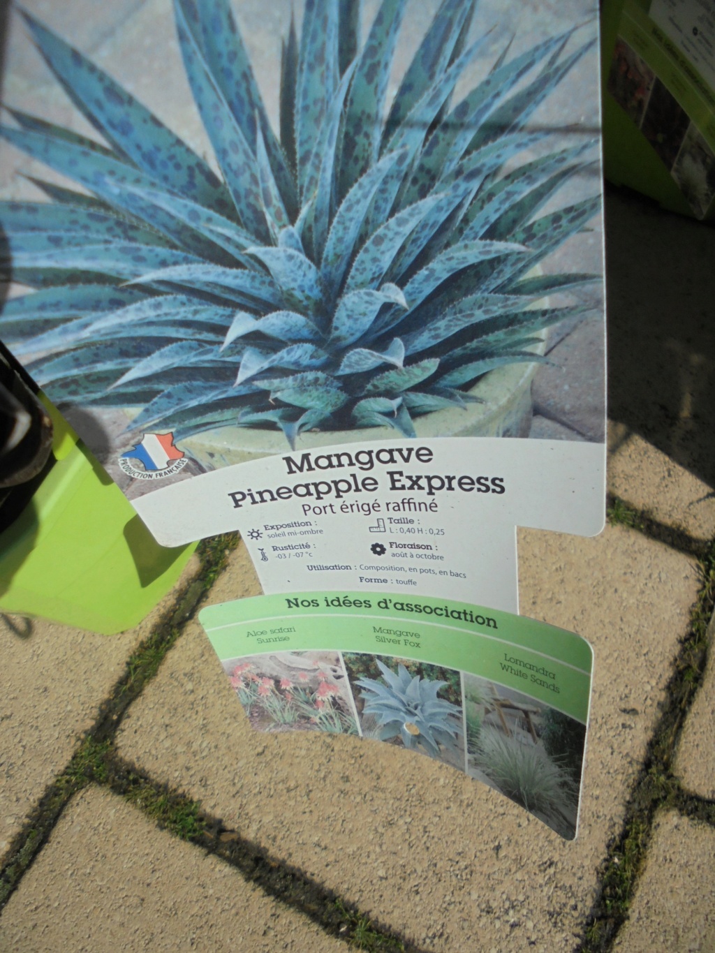 Mangave 'Pineapple Express' Dsc00071