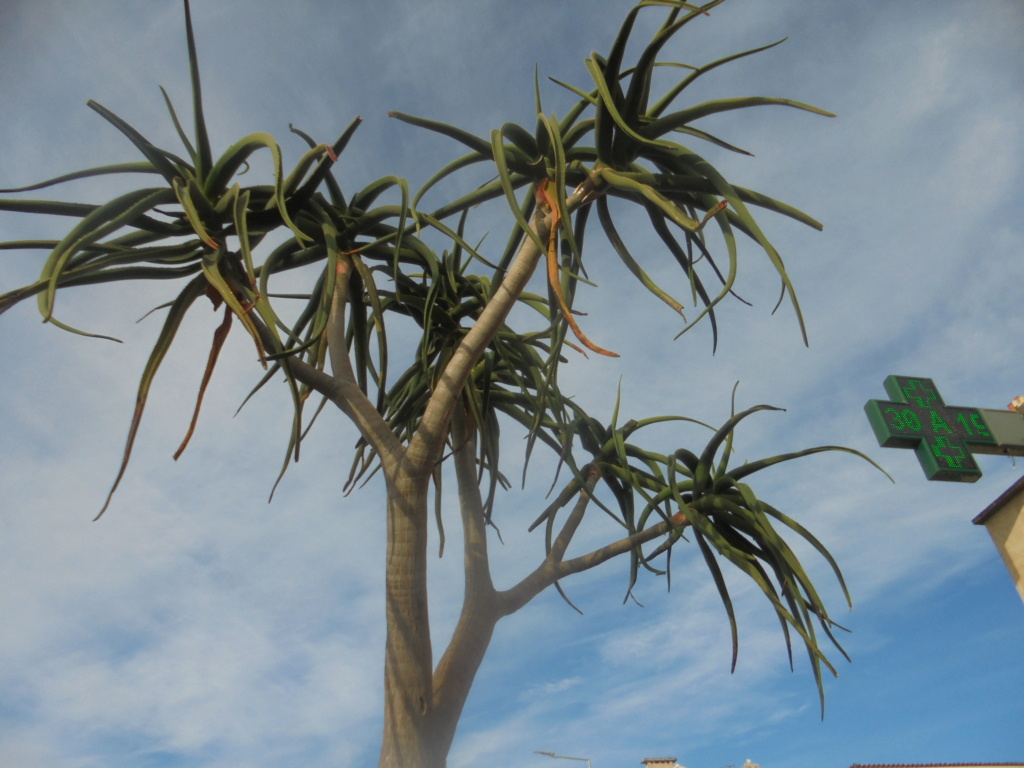 Aloidendron dichotomum (= Aloe dichotoma) - Page 2 Dsc00124