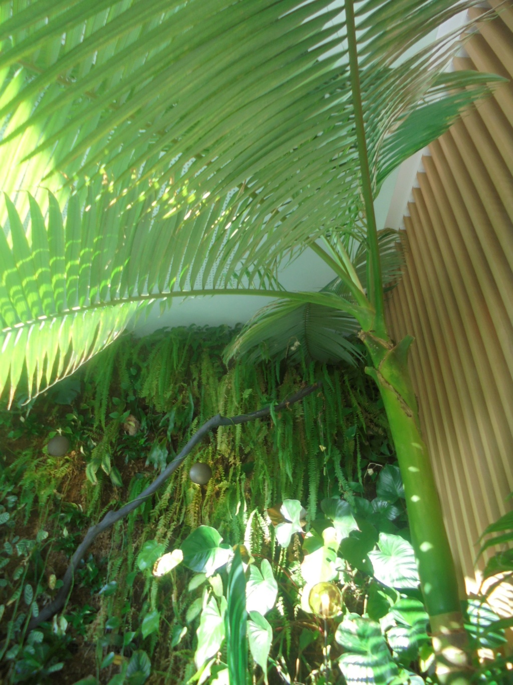 mur végétal (intérieur) Dsc00225