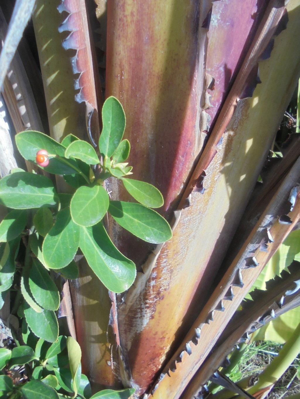 Strelitzia nicolai - Page 2 Dsc00235