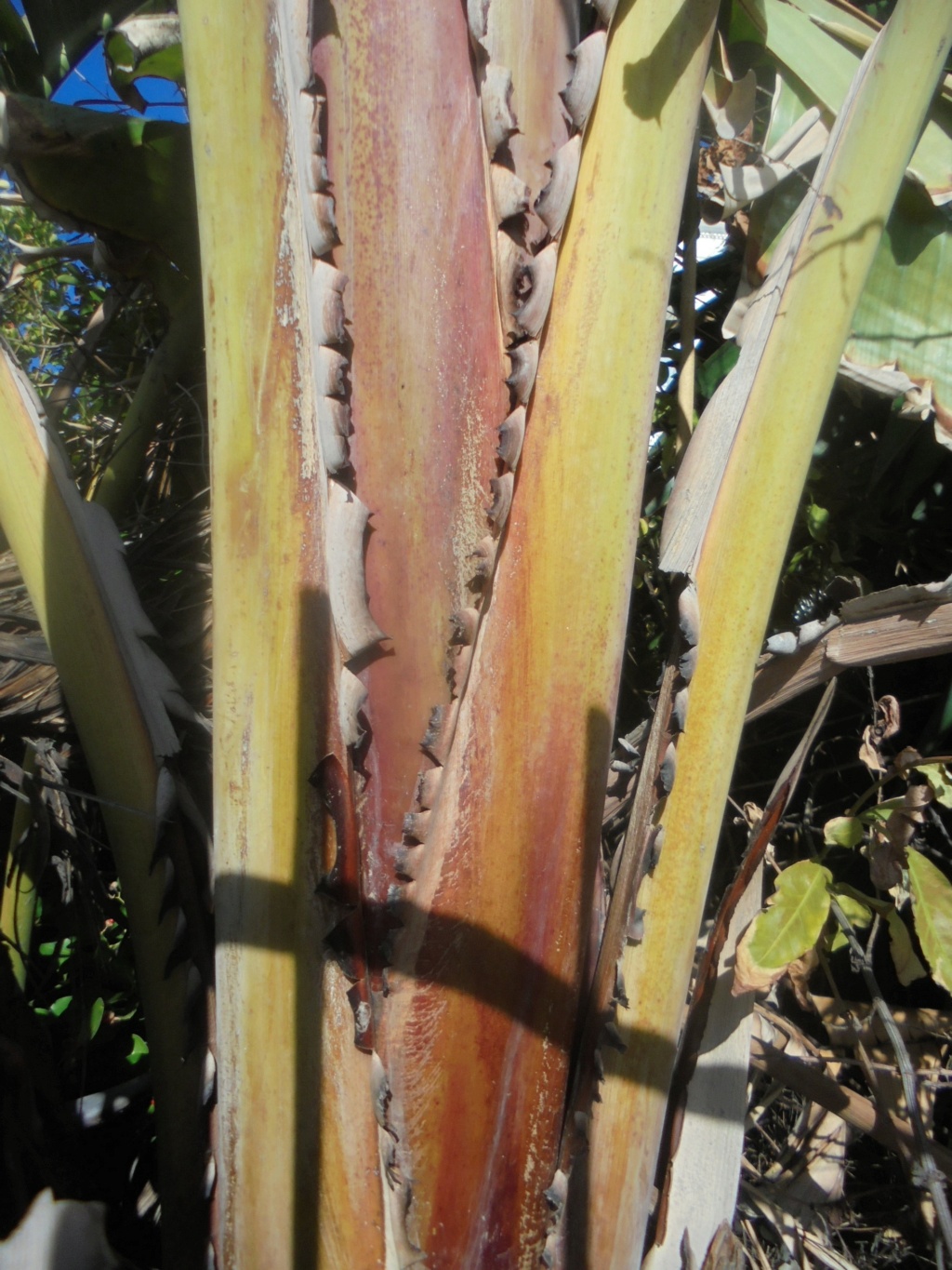 Strelitzia nicolai - Page 2 Dsc00236