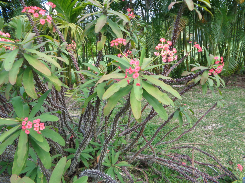 La Réunion  Dsc00715