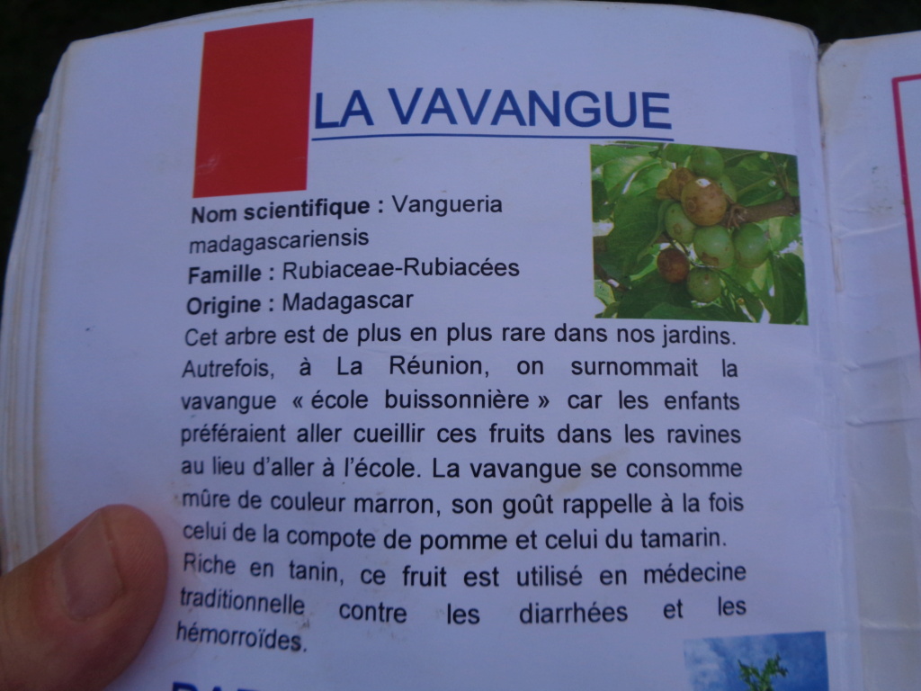 La Réunion Dsc00718