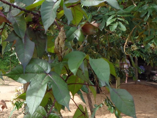 La Guyane en 2018 - Page 5 Dsc00825