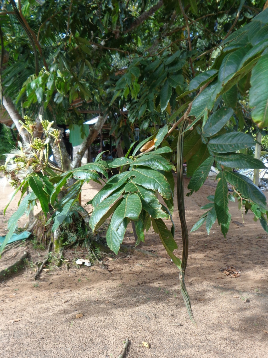 La Guyane en 2018 - Page 14 Dsc00826
