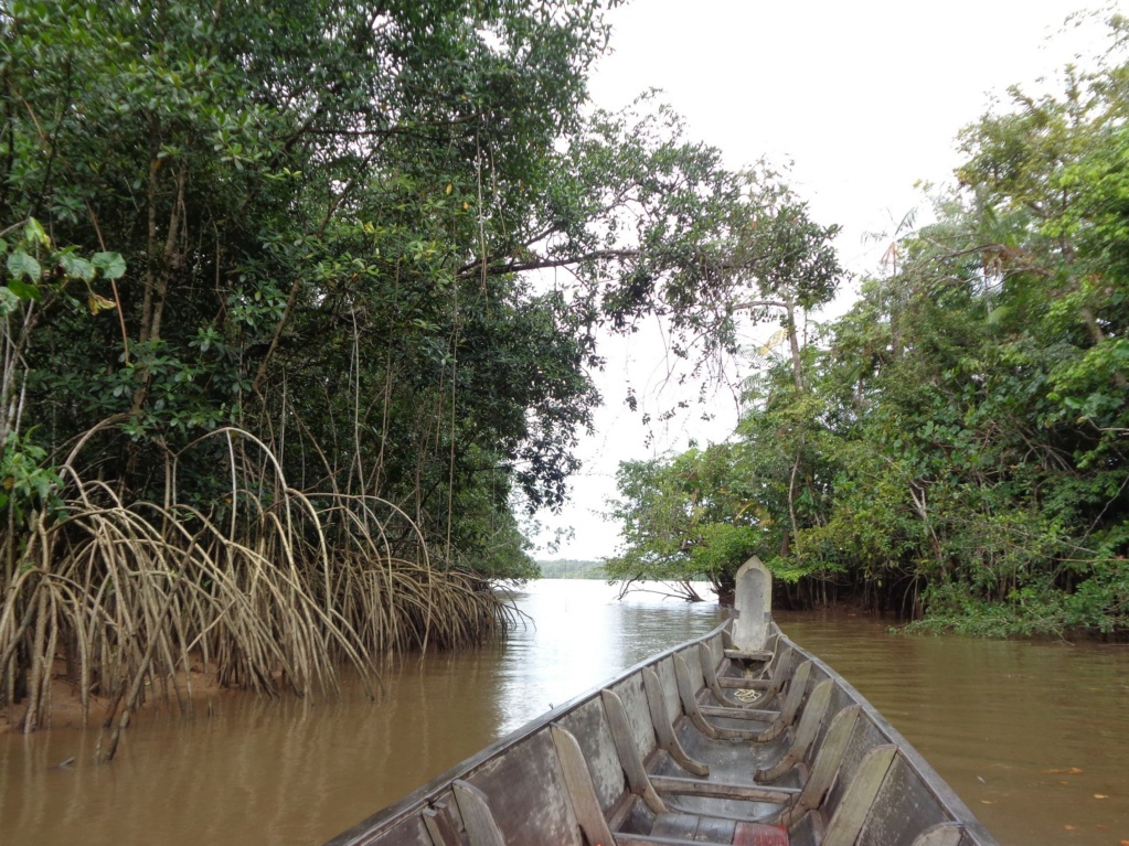 La Guyane en 2018 - Page 14 Dsc00829