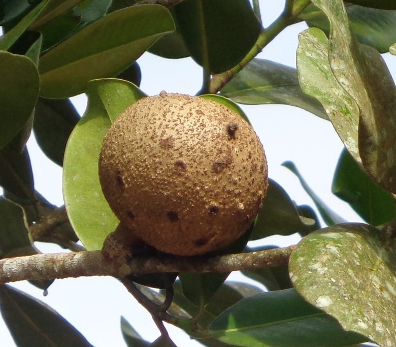 A identifier -plante du Surinam Dsc00832