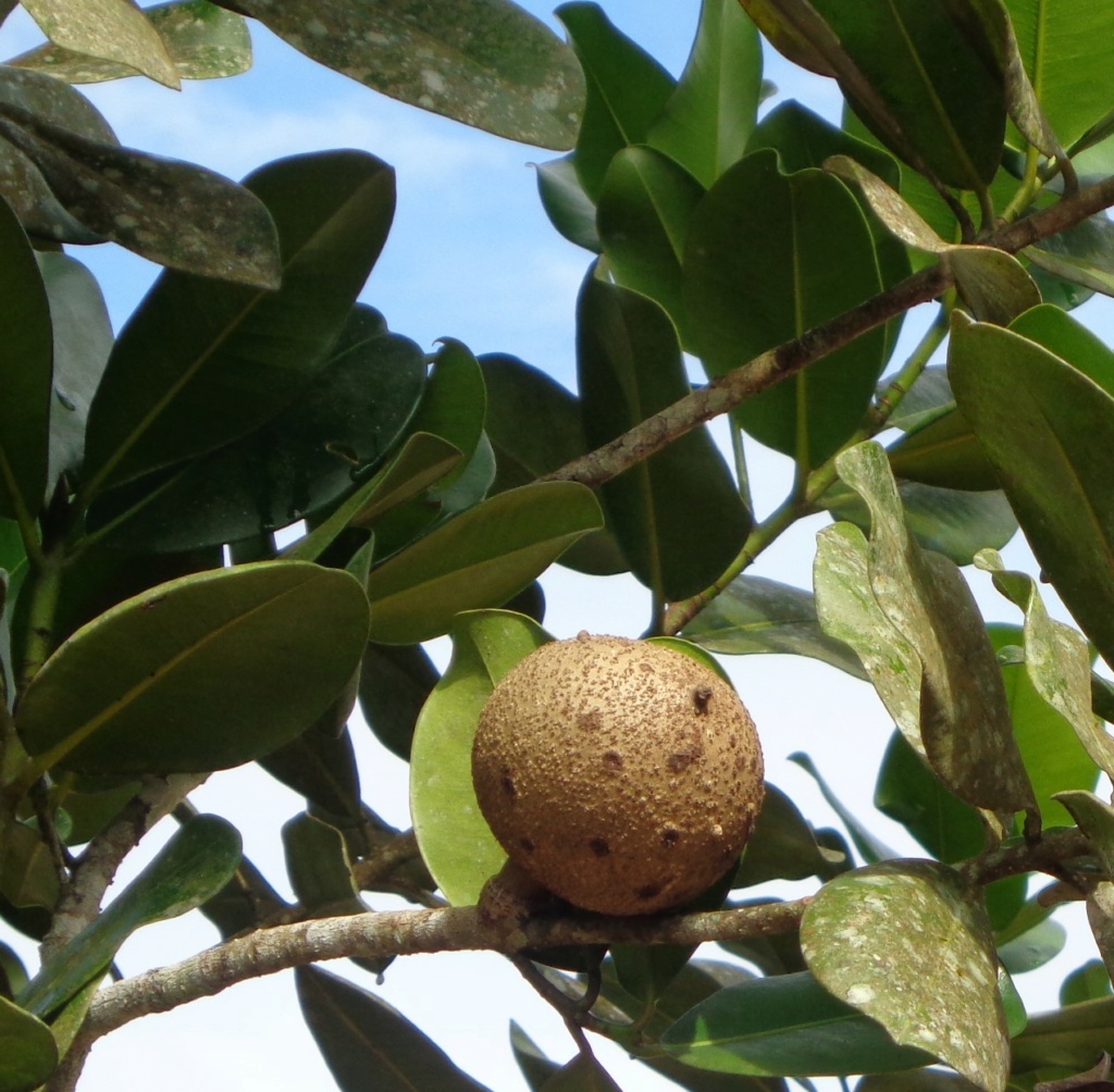 A identifier -plante du Surinam Dsc00833