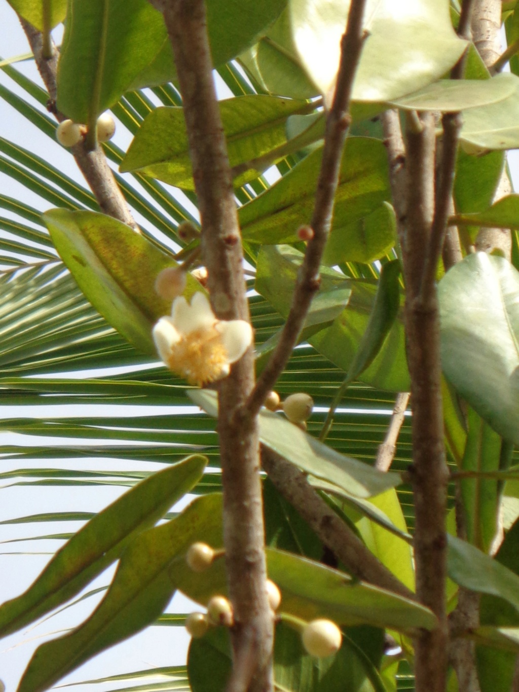 A identifier -plante du Surinam Dsc00834