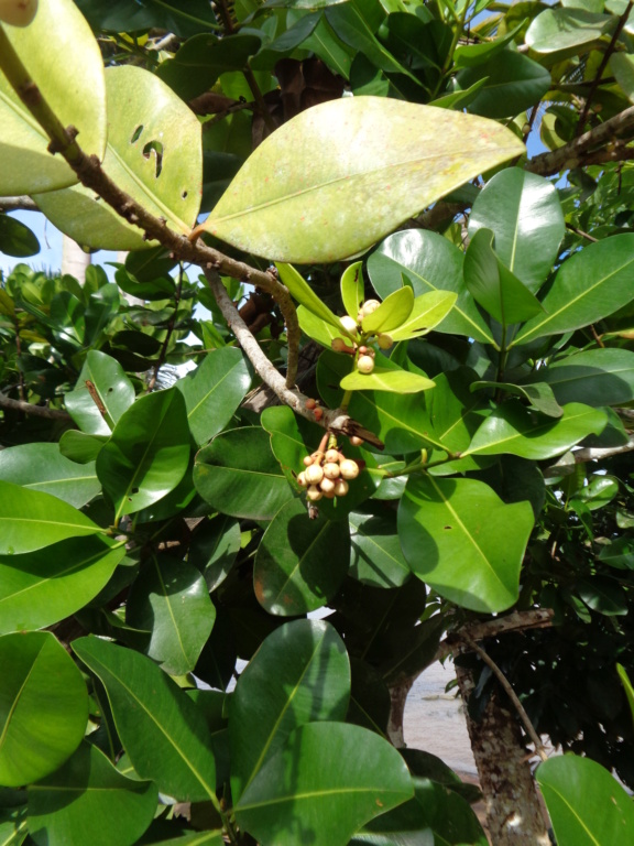 A identifier -plante du Surinam Dsc00835