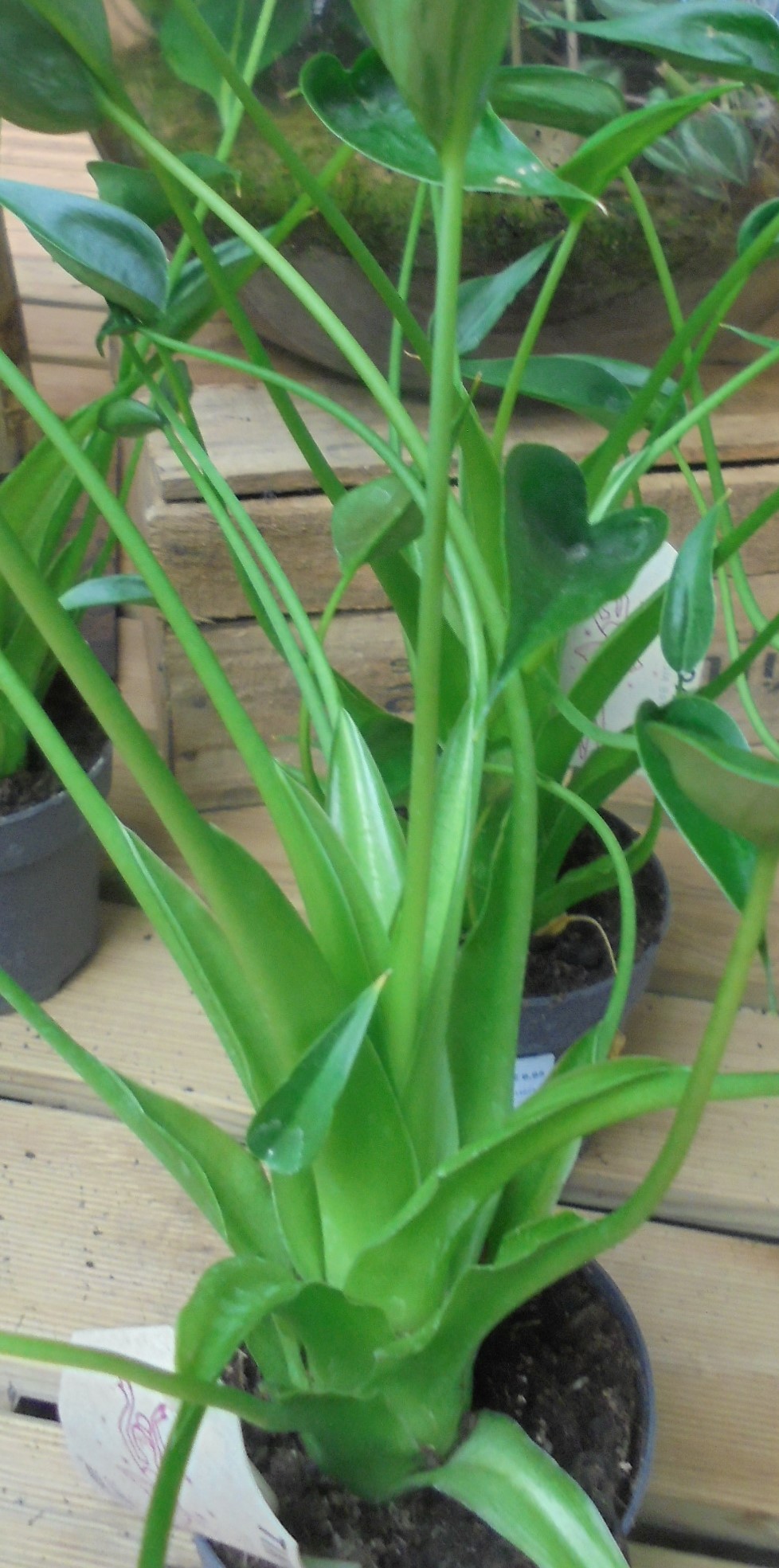 Alocasia 'Tiny Dancer '  Dsc00872