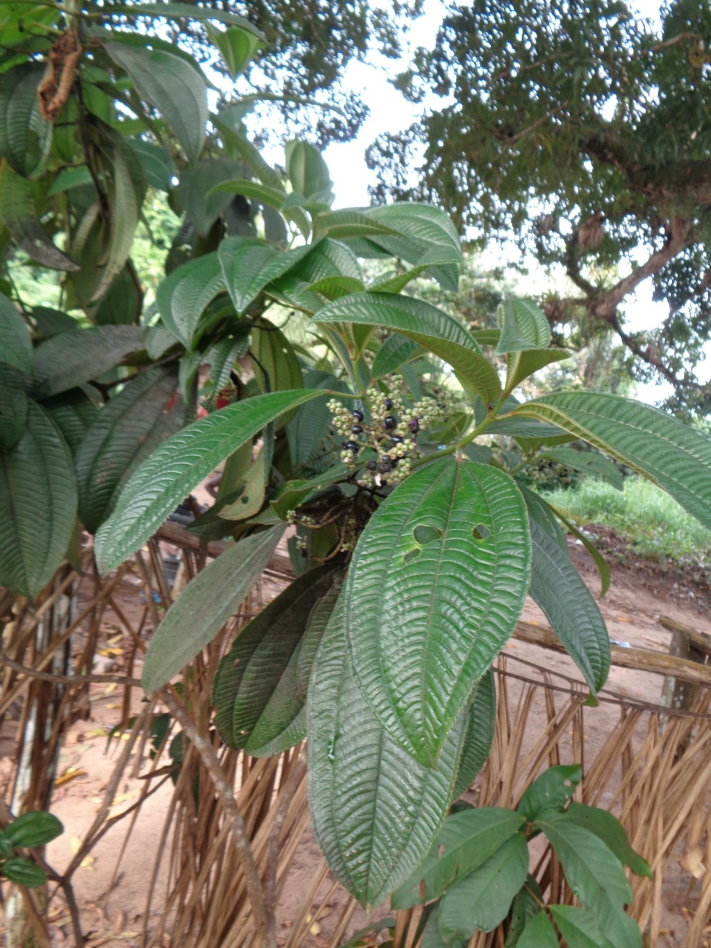 La Guyane en 2018 - Page 14 Dsc00931