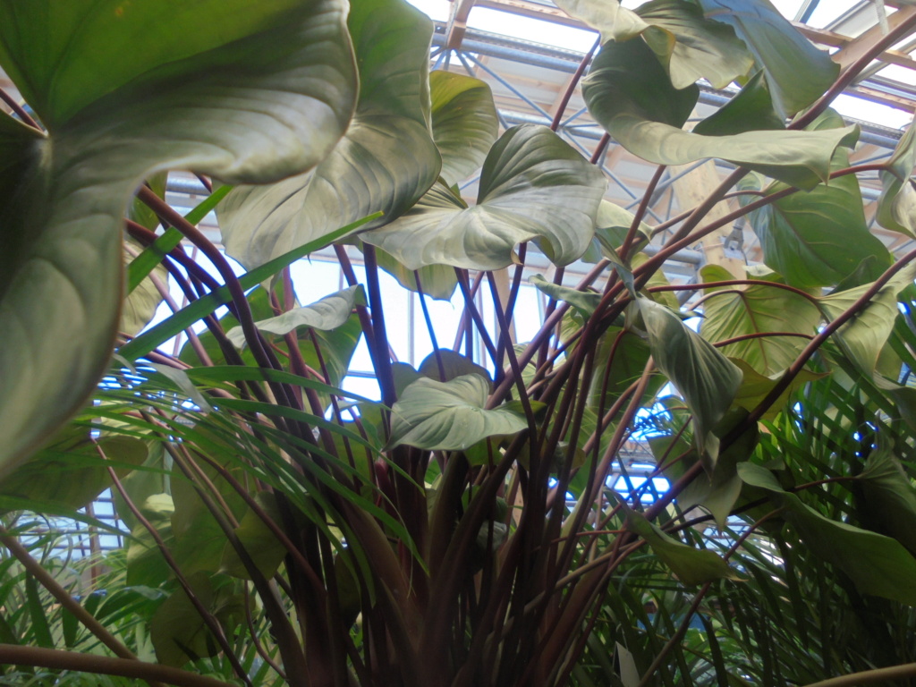 Homalomena (le genre) Dsc01041