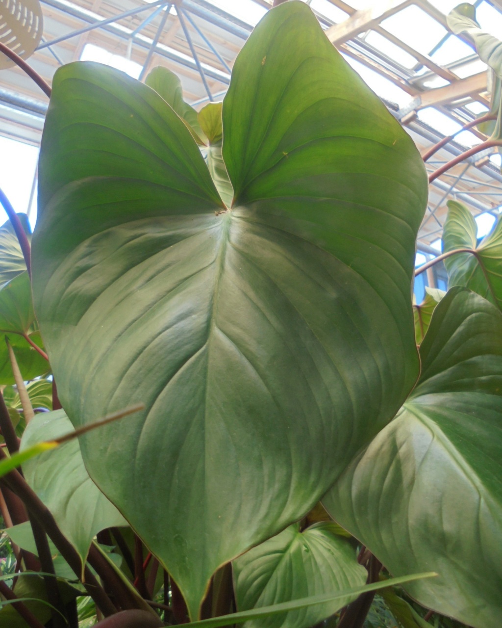 Homalomena (le genre) Dsc01042