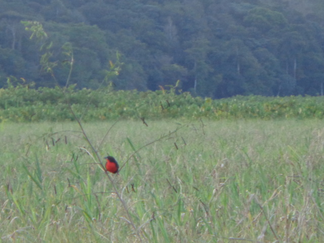 La Guyane en 2018 - Page 9 Dsc01212