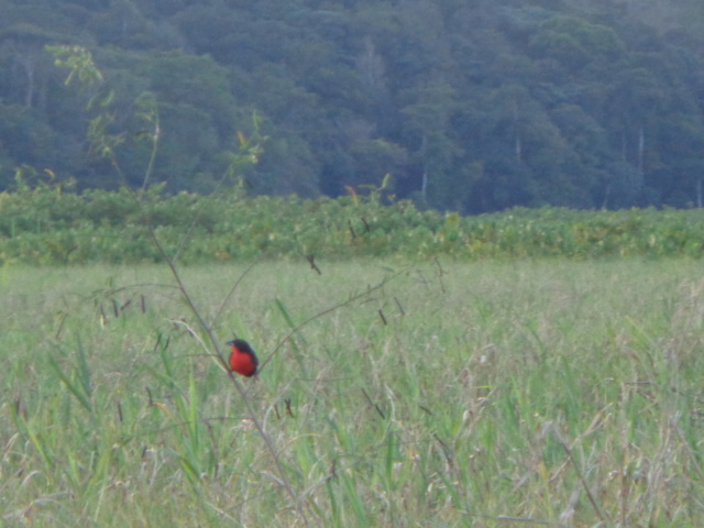 La Guyane en 2018  - Page 9 Dsc01212