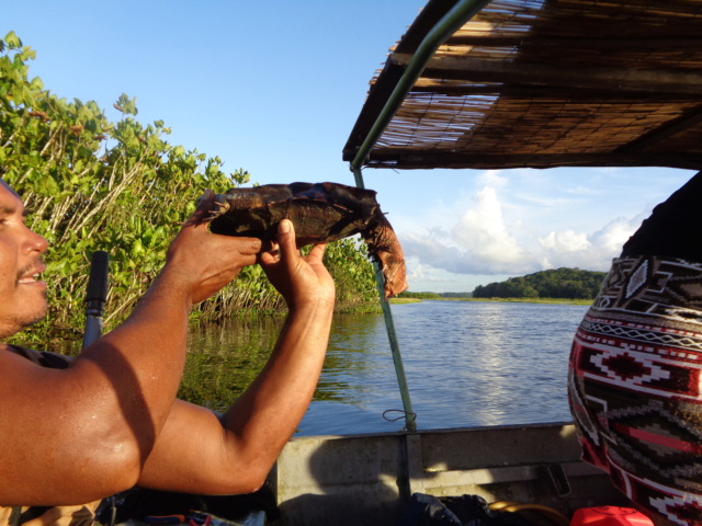 La Guyane en 2018  - Page 9 Dsc01214