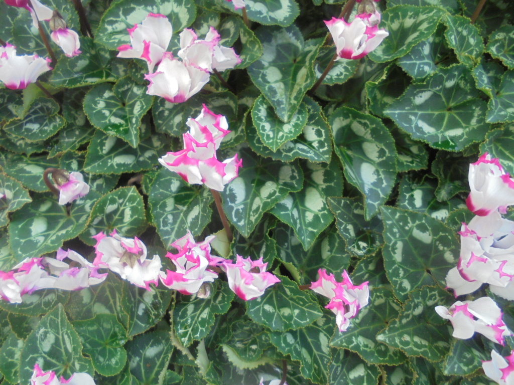 Cyclamens minis frangés  Dsc01233