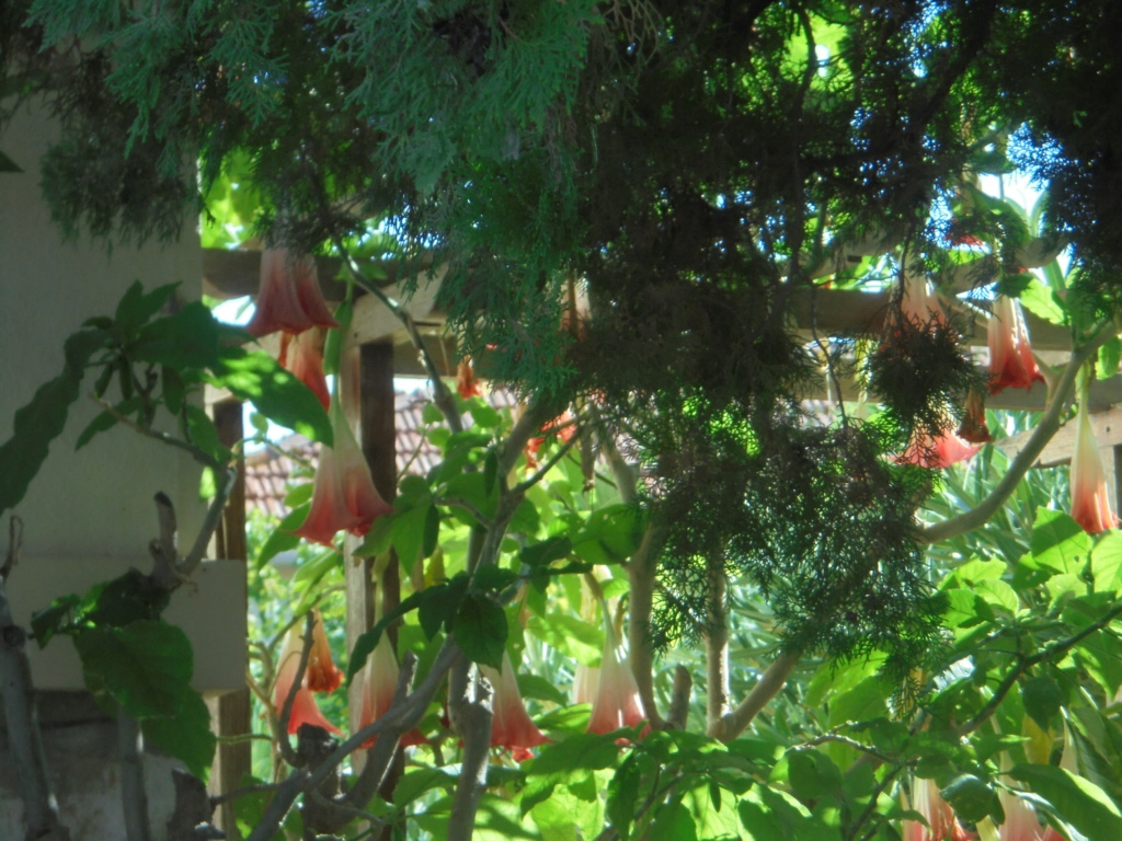 Brugmansia - le genre - Page 17 Dsc01237