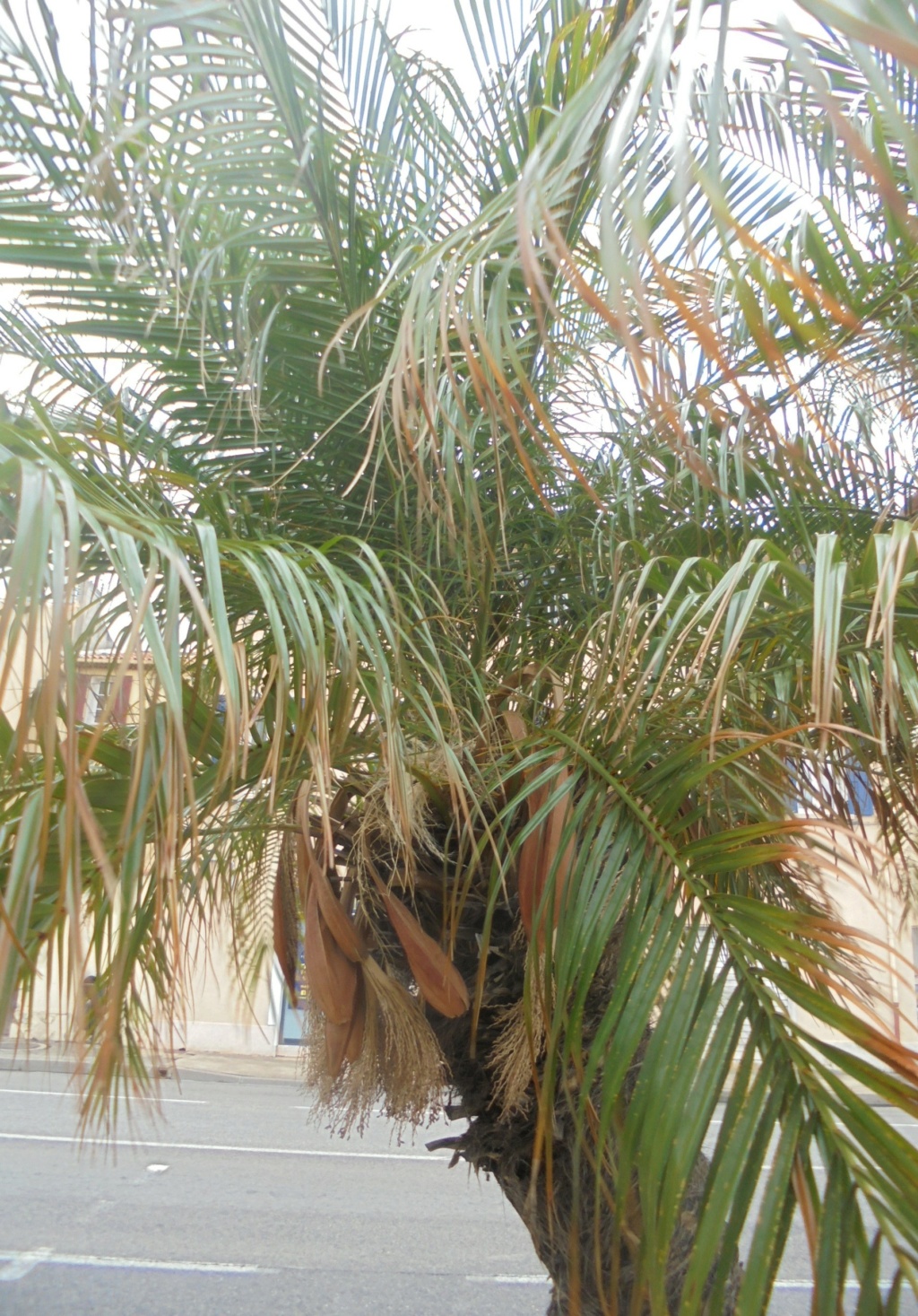 Phoenix roebelenii - palmier dattier nain Dsc01430