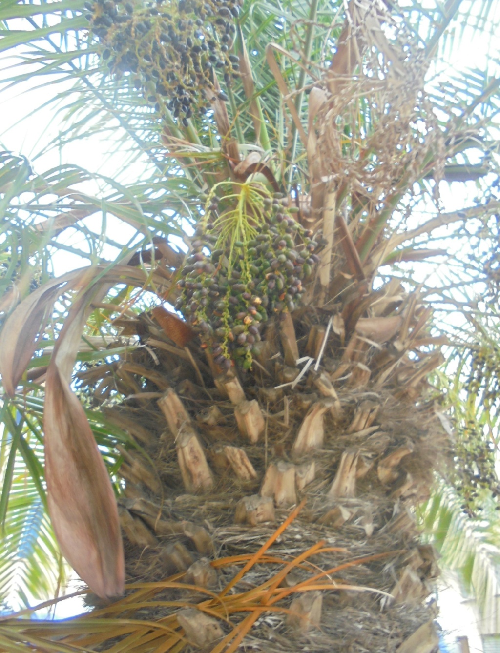 Phoenix roebelenii - palmier dattier nain Dsc01431