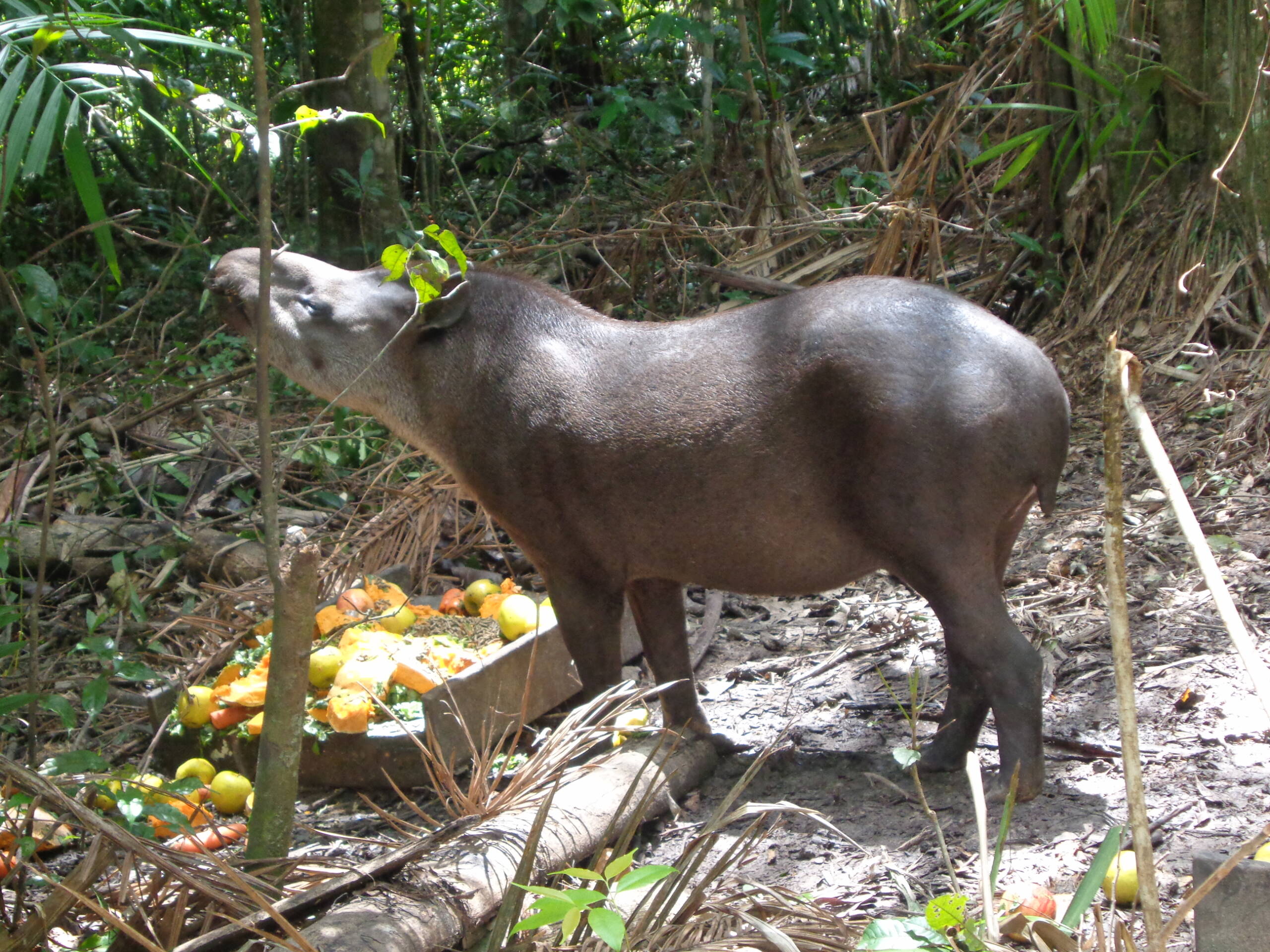 La Guyane en 2018 - Page 11 Dsc01516