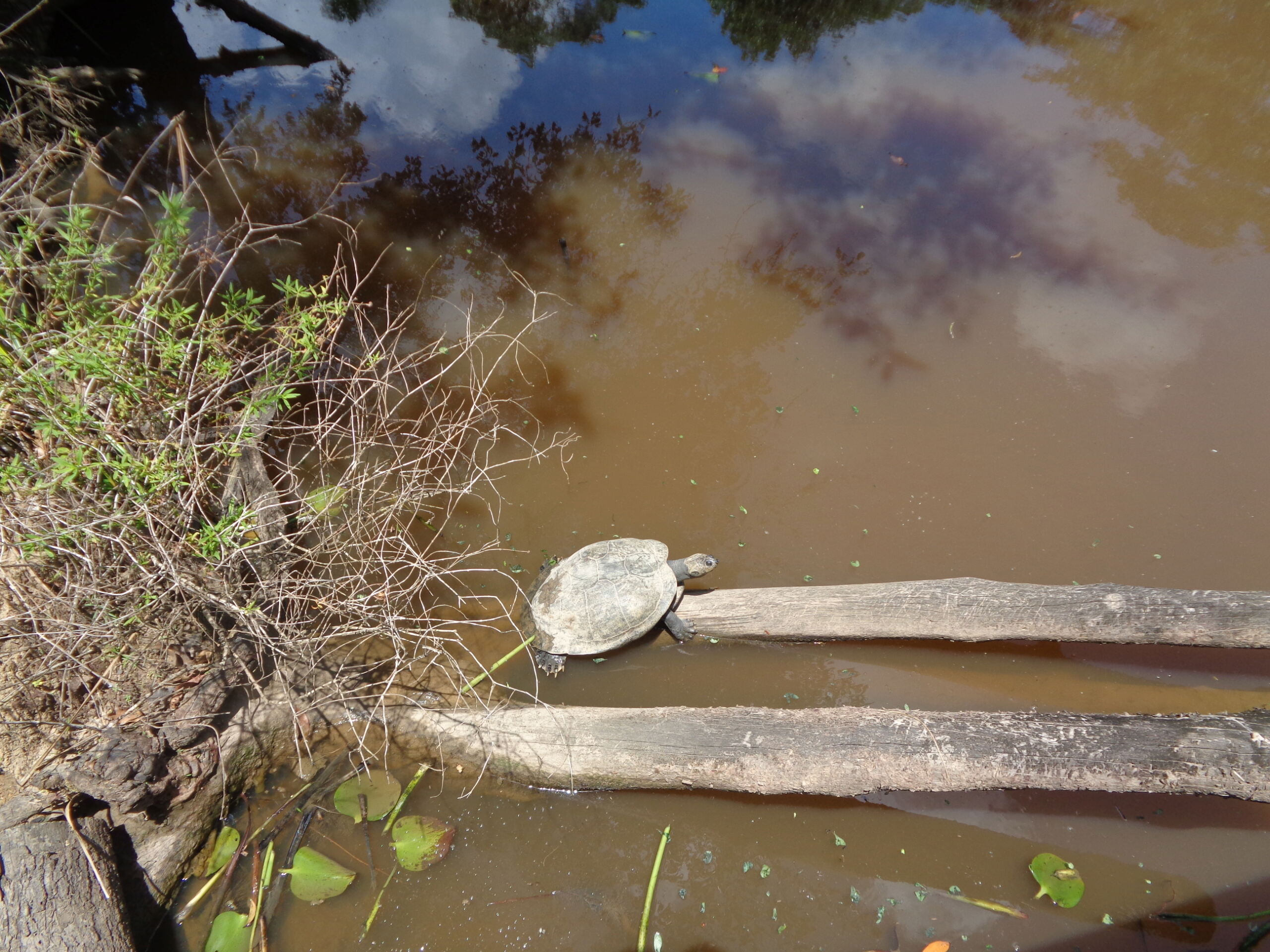 La Guyane en 2018 - Page 11 Dsc01517