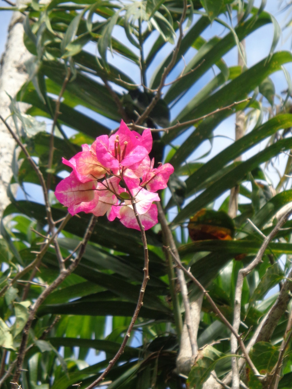 La Guyane en 2018 - Page 18 Dsc01524