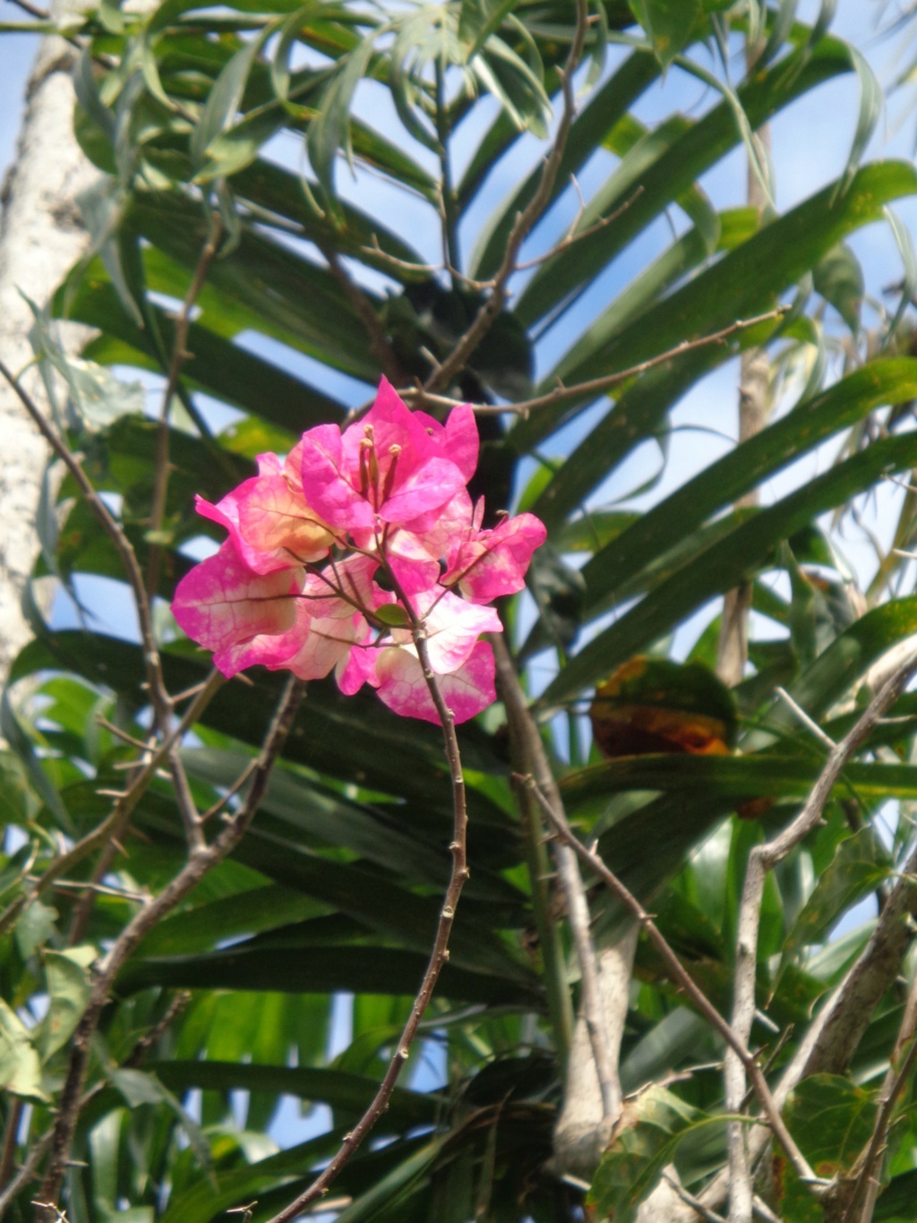 La Guyane en 2018  - Page 18 Dsc01524