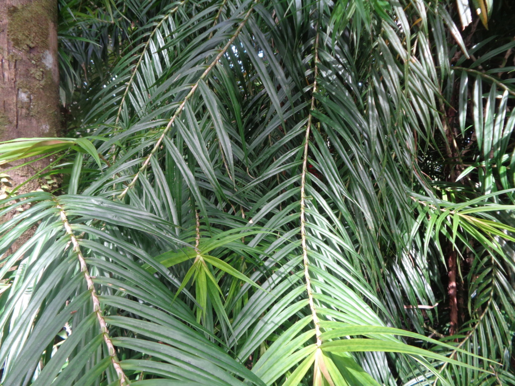 La Guyane en 2018 - Page 18 Dsc01554
