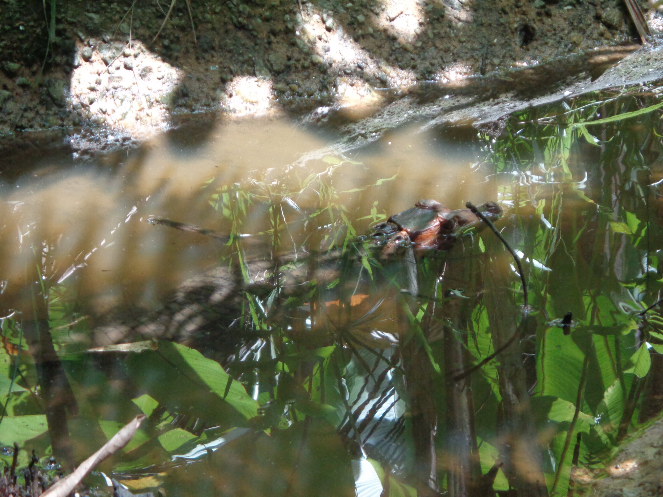 La Guyane en 2018 - Page 11 Dsc01615